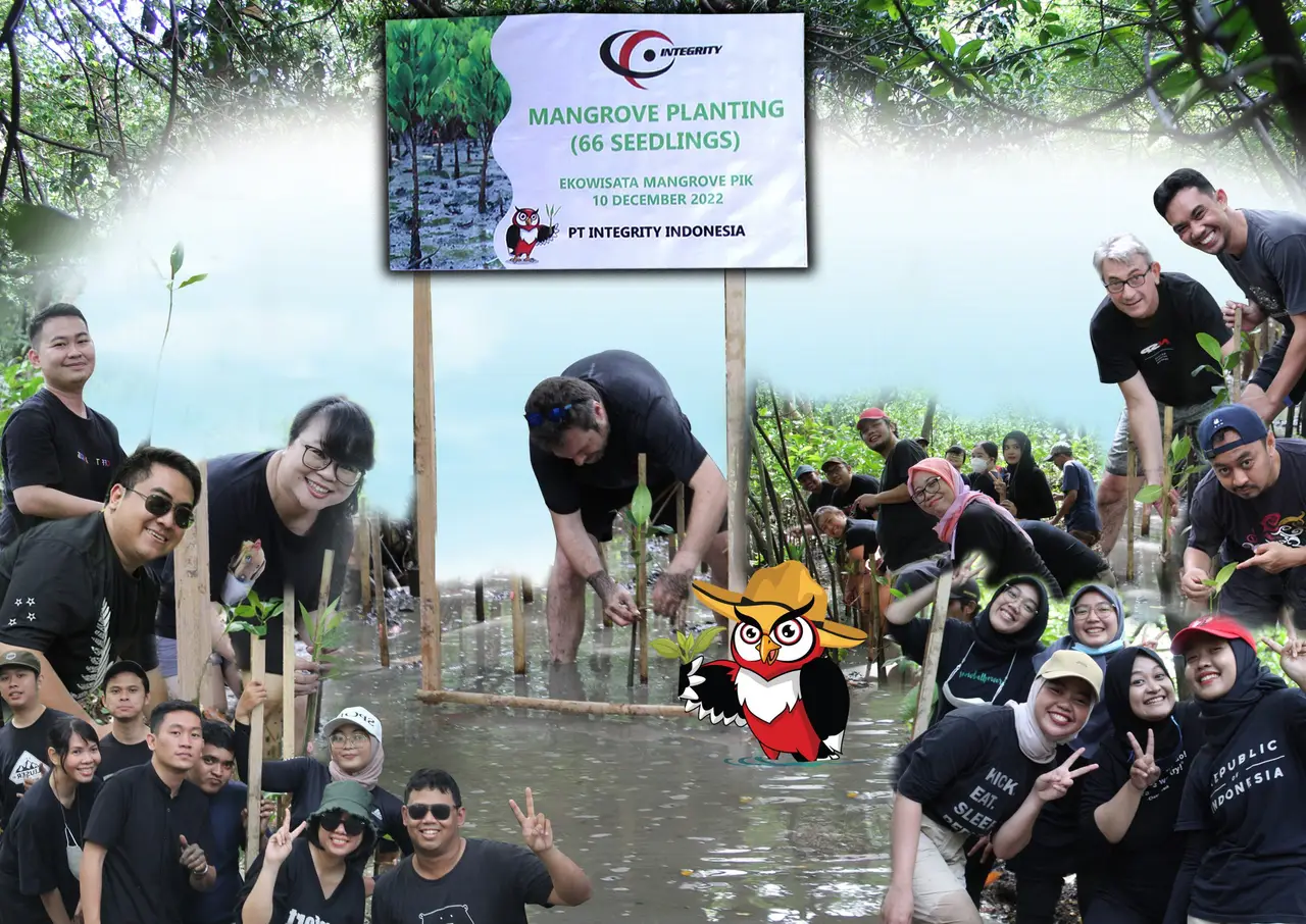 mangroves